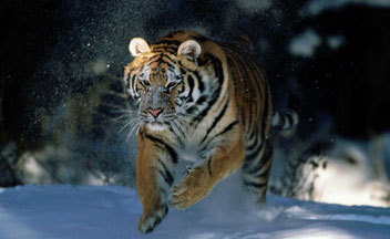 Tiger-2010