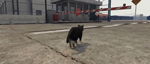 Видео GTA 5 - геймплей за  кошку