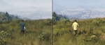 Видео сравнения травы GTA 5 - PS4 vs Xbox One