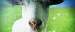 Трейлер анонса Goat Simulator для Xbox One и Xbox 360
